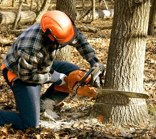 Tree Removal in Westphalia, KS